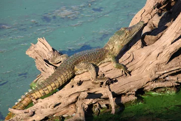 Rucksack Nilkrokodil / Nile crocodile / Crocodylus niloticus.. © Ludwig