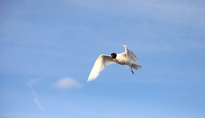 gull is called the black-headed gull because of the colour of the feathers on head in the spring