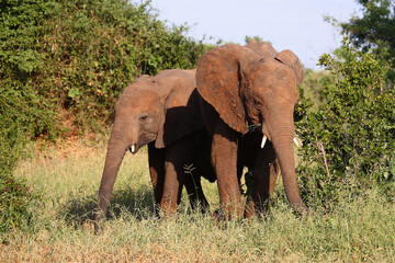Fototapeta premium Afrikanischer Elefant / African elephant / Loxodonta africana