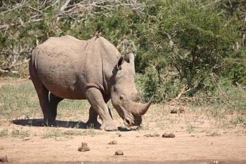 Fototapeta premium Breitmaulnashorn und Rotschnabel-Madenhacker / Square-lipped rhinoceros and Red-billed oxpecker / Ceratotherium simum et Buphagus erythrorhynchus