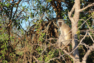 Grüne Meerkatze / Vervet monkey / Cercopithecus aethiops .
