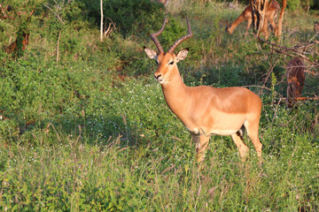 Schwarzfersenantilope / Impala / Aepyceros melampus