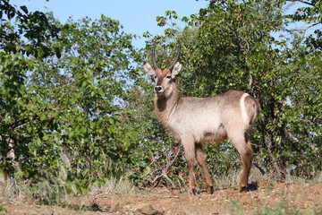 Wasserbock / Waterbuck / Kobus ellipsiprymnus
