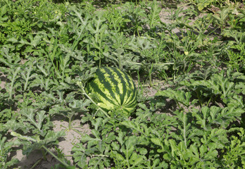 watermelon and plant leaves in cultivated sandy soil in summer