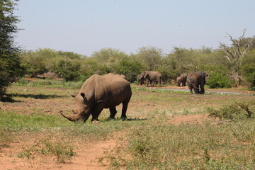Fototapeta premium Afrikanischer Elefant und Breitmaulnashorn / African elephant and Square-lipped rhinoceros / Loxodonta africana et Ceratotherium simum