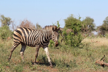 Steppenzebra / Burchell's zebra / Equus burchellii