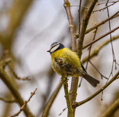 Eurasian blue tit (Cyanistes caeruleus) bird on branch