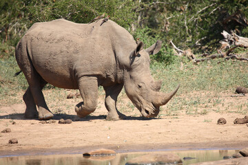 Breitmaulnashorn und Rotschnabel-Madenhacker / Square-lipped rhinoceros and Red-billed oxpecker / Ceratotherium simum et Buphagus erythrorhynchus