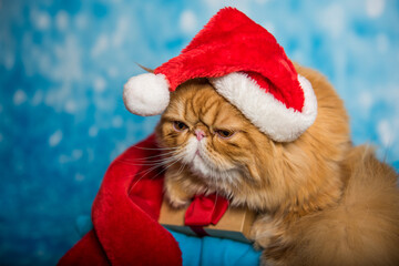Red Persian cat in red Santa Claus hat on Christmas