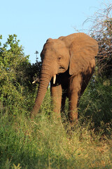 Afrikanischer Elefant / African elephant / Loxodonta africana