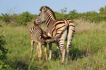 Naklejka premium Steppenzebra / Burchell's zebra / Equus burchellii..