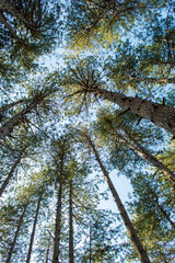 pines trees and sky