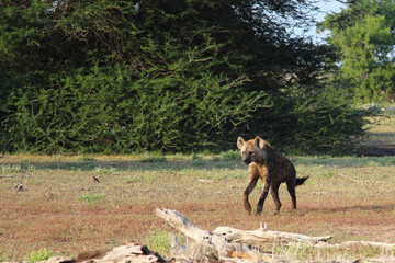 Fototapeta na wymiar Tüpfelhyäne / Spotted hyaena / Crocuta crocuta...
