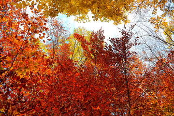Fototapeta na wymiar autumn forest with red and yellow leaves ready to fall