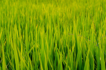 Fototapeta na wymiar The Thai paddy field, fresh and green background