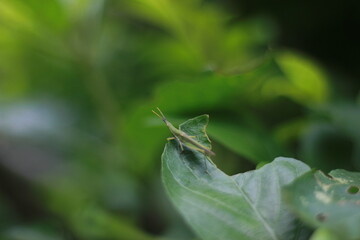 grasshopper on leaf