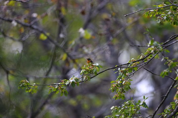 mugimaki flycatcher on a branch