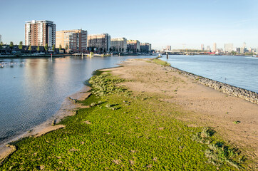 Rotterdam , The Netherlands, October 28, 2021: mudflat with pioneer vegetation on the western tip of Brienenoord island with De Veranda neighbourhood in the background