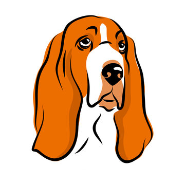 vector contour basset hound head, logo purebred pet, white black dog portrait, companion and animal friendship, realistic simple face
