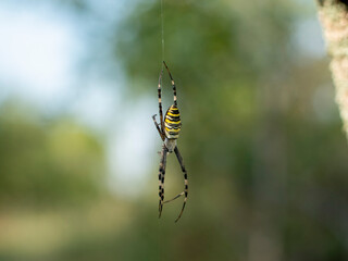 A large yellow spider hangs on a web and waits for its food. Insects in nature.
