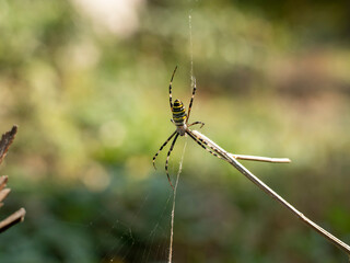 A large yellow spider hangs on a web and waits for its food. Insects in nature.
