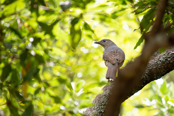 Satin Bower Bird