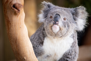 Koala 3