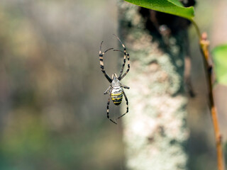 A large yellow spider hangs on a web and waits for its food. Insects in nature.
