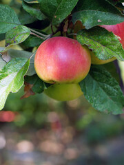 Juicy ripe apples on the tree in the autumn. Harvesting spring autumn.
