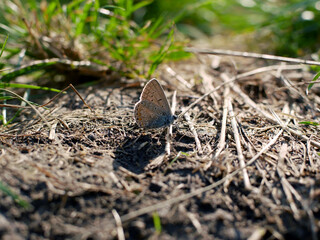 The butterfly sits on a beautiful flower and flaps its wings. Insects in nature.
