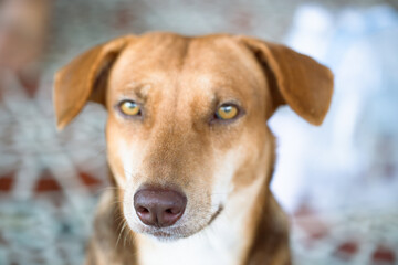 Dog looking to camera and blurred background, feeling angry