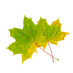 Bright autumn maple leaves on a white isolated background