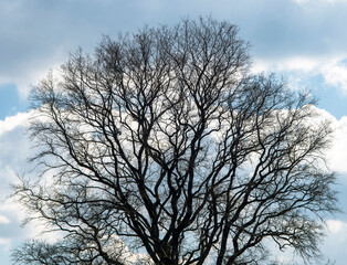 Chêne en tenue hivernale à Villereversure, Ain, France