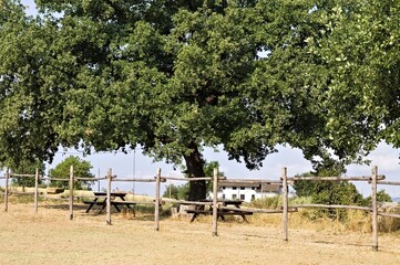 An oak tree behind a fence and next to wooden picnic tables (Umbria, Italy, Europe) - 466434782