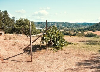 A wooden fence with a climbing plant in the Umbrian countryside (Umbria, Italy, Europe) - 466434990