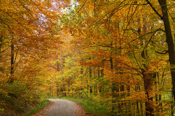 The awesome colors of autumn, Leaves glow in bright autum colors in Vienna Woods, Austria
