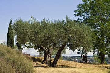 An olive tree in the Umbrian countryside (Umbria, Italy, Europe) - 466435152