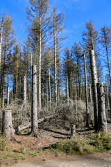 Waldschaden durch Borkenkäfer und Windbruch - abgestorbene Fichten als Totholz im ehemaligen Fichten-Wald