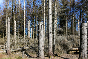 Fototapeta premium Windbruch und Borkenkäfer - dadurch toter kahler Wald im Harz