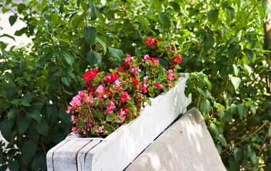 Pots of begonia with red and pink flowers (Umbria, Italy, Europe) - 466435303