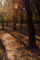 Shadow in the autumn forest