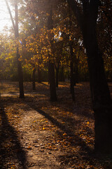Autumn is golden in the forest. Backlit evening light. Autumn textural background.
