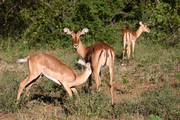 Schwarzfersenantilope / Impala / Aepyceros melampus