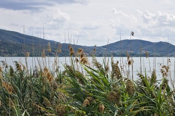 Emerging vegetation on the shores of Lake Trasimeno (Umbria, Italy, Europe) - 466435711