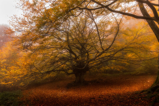 Autunno