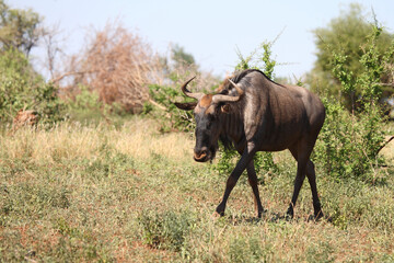 Streifengnu / Blue wildebeest / Connochaetes taurinus