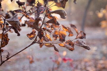 autumn leaves on the tree