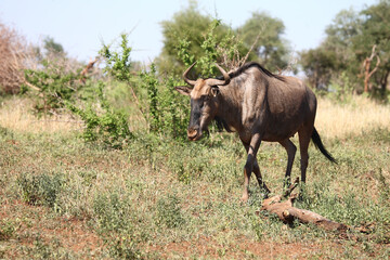 Streifengnu / Blue wildebeest / Connochaetes taurinus