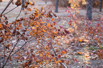 autumn leaves in the forest