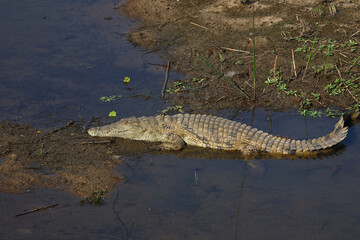 Nilkrokodil / Nile crocodile / Crocodylus niloticus
